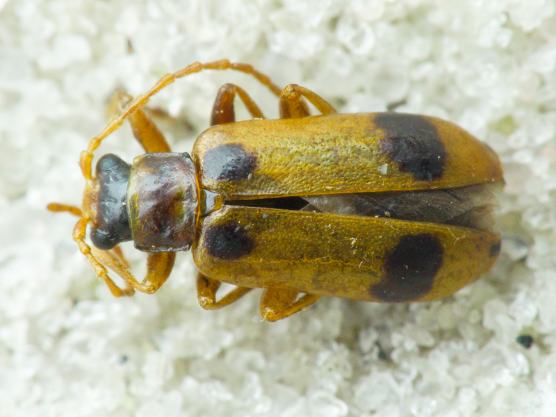Phyllobrotica quadrimaculata (Linnaeus, 1758)